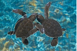 Turtle Program